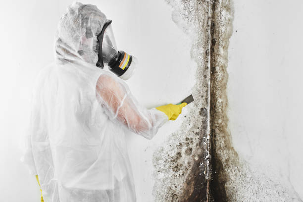 Best Mold Remediation for Specific Building Types in Normal, IL