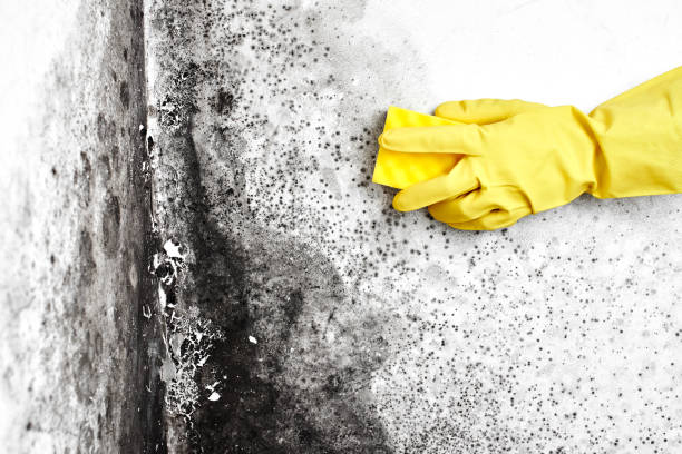Best White Mold Remediation in Normal, IL