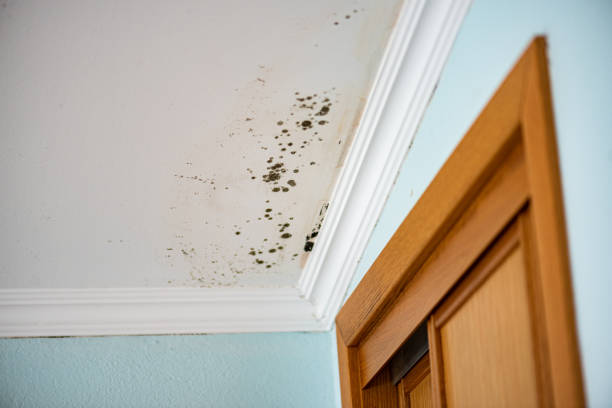 Best Residential Mold Remediation in Normal, IL