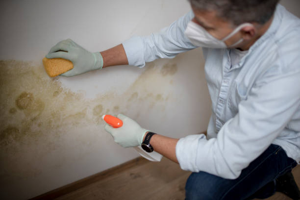 Best Crawl Space Mold Remediation in Normal, IL