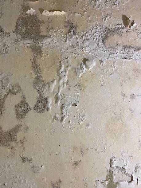 Best Commercial Mold Remediation in Normal, IL