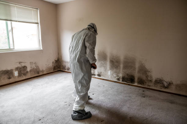 Best Industrial Mold Remediation in Normal, IL