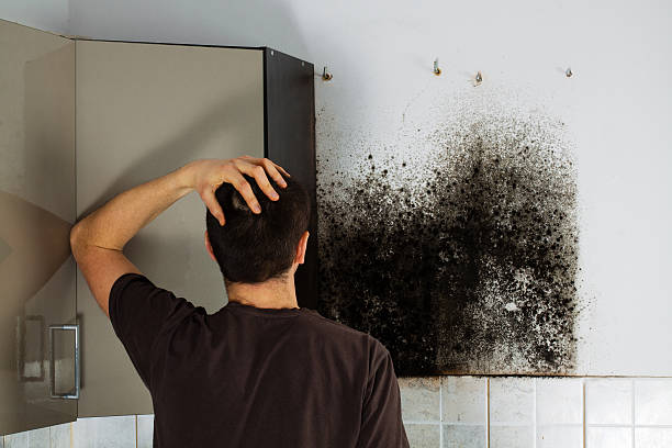 Best Residential Mold Remediation in Normal, IL