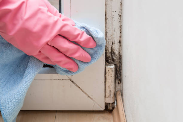 Professional Mold Remediation in Normal, IL